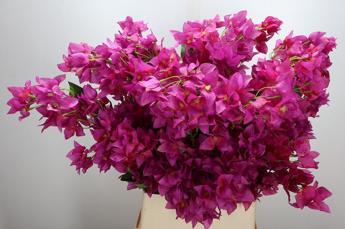 <h4>Deco Stem Bougainvillea Purple X5 L104</h4>