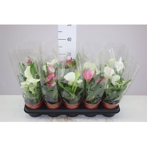 Zant Gemengd White Pink