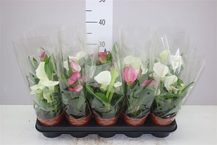 <h4>Zant Gemengd White Pink</h4>