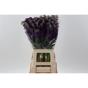 Matth Wave Deep Purple ECU