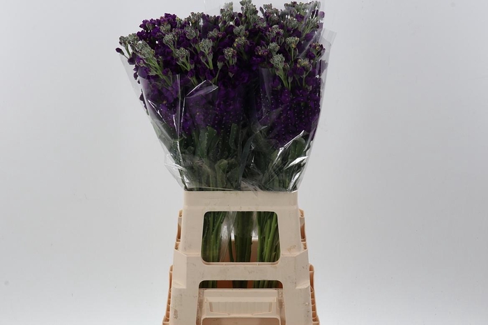 <h4>Matth Wave Deep Purple ECU</h4>