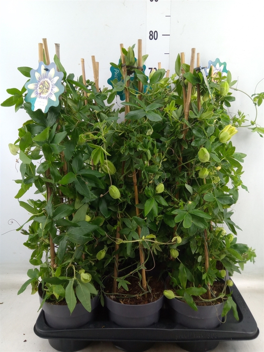 <h4>Passiflora caerul.</h4>
