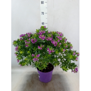 Polygala myrtifolia