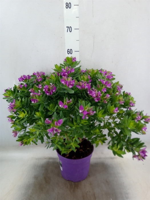<h4>Polygala myrtifolia</h4>