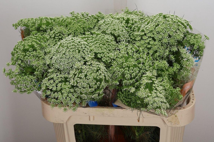 <h4>Ammi Majus Visnaga</h4>