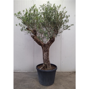 Olea Europaea 65 cm