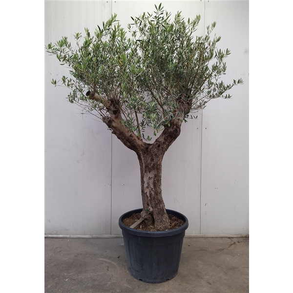 <h4>Olea Europaea 65 cm</h4>