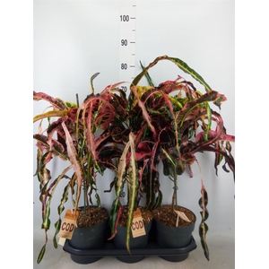 Codiaeum var. GR 'Dreadlocks'