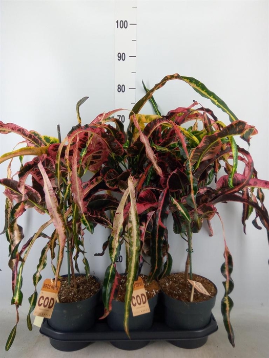 <h4>Codiaeum var. GR 'Dreadlocks'</h4>