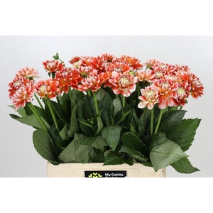 Dahlia Hapet Harmony