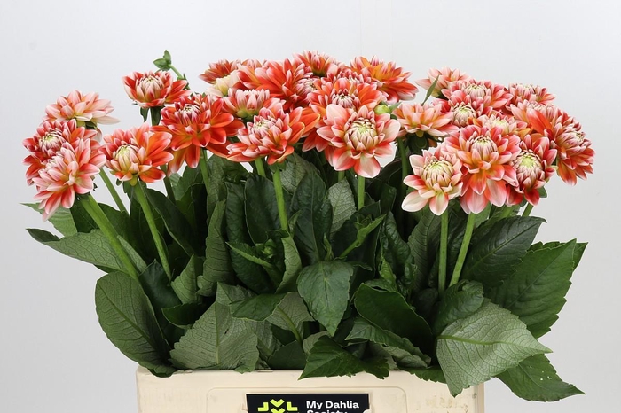 <h4>Dahlia Hapet Harmony</h4>