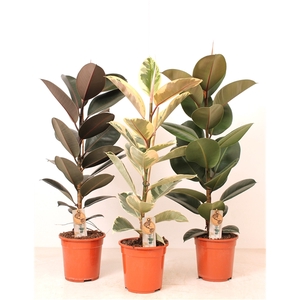 Ficus P21 Elastica 3 soorten mix