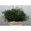 Pistacia Blad P Bos