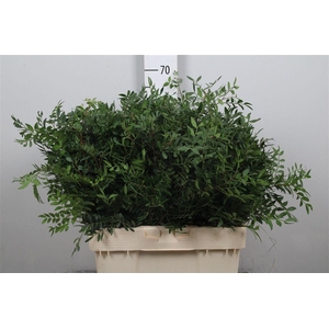 Pistacia Blad P Bos