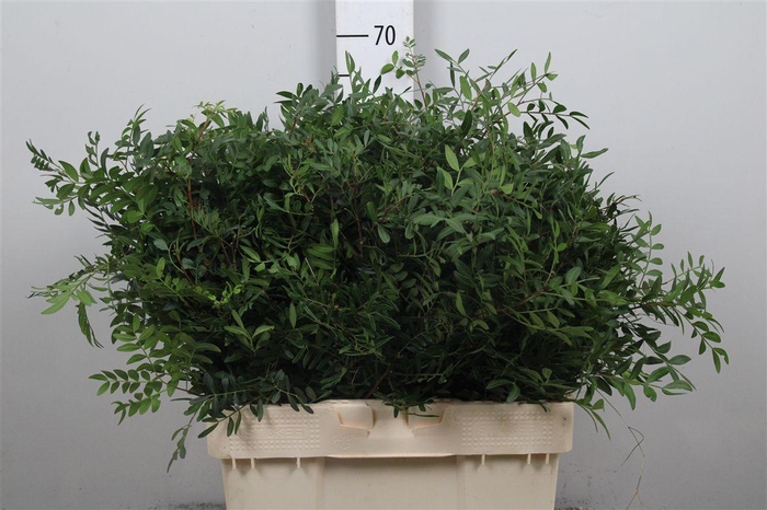 Pistacia Blad P Bos