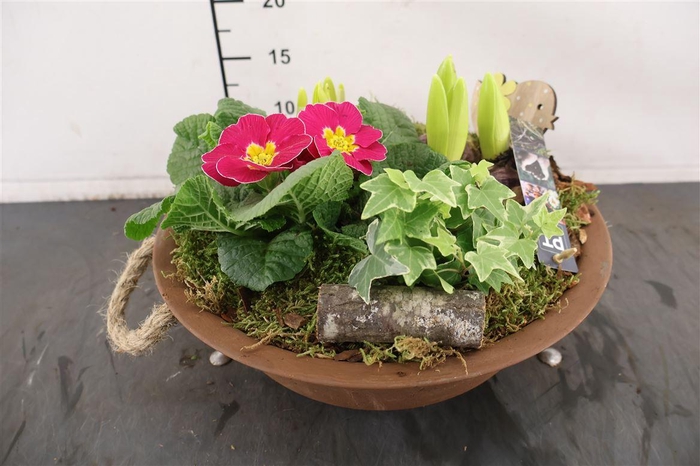 <h4>* Arr Ptbm3721 Metalen Schaal Tuinplanten 29 Cm.</h4>