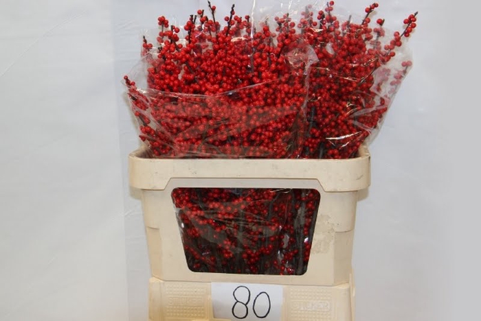 <h4>Ilex Vert Berry Red 80cm Anton van Leeuwen</h4>