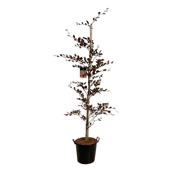 <h4>Fagus syl. 'Purpurea Tricolor'</h4>