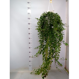 Hedera helix 'Wonder'