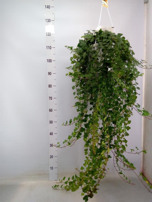 <h4>Hedera helix 'Wonder'</h4>
