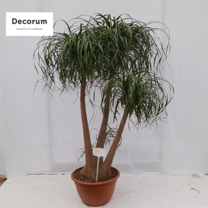 Beaucarnea vertakt op nummer 10