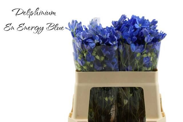 <h4>DELPH EN ENERGY BLUE</h4>