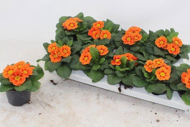 <h4>PRIM AC COTTAGE</h4>