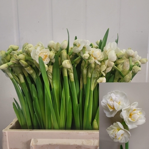 NARC DU BRIDAL CROWN