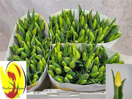 <h4>Tu En Strong Gold</h4>