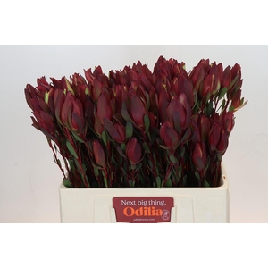 Leucadendron Senorita Spray