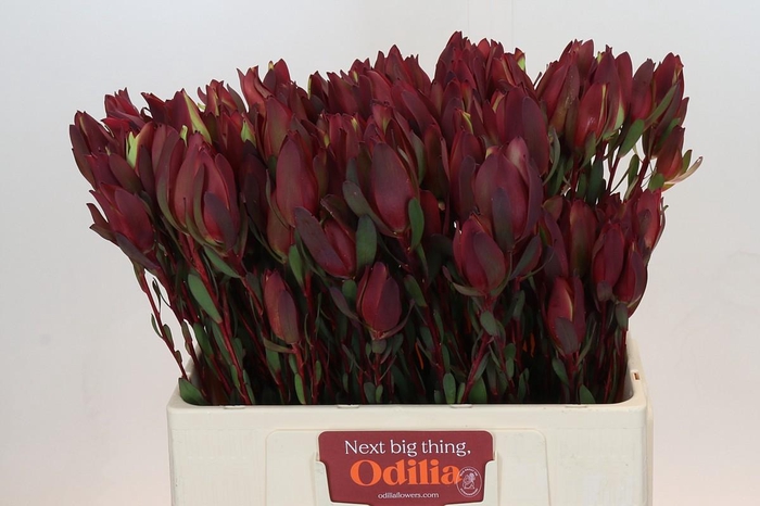 <h4>Leucadendron Senorita Spray</h4>