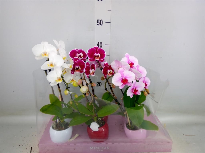 <h4>Phalaenopsis   ...</h4>