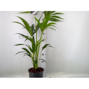 Howea forsteriana