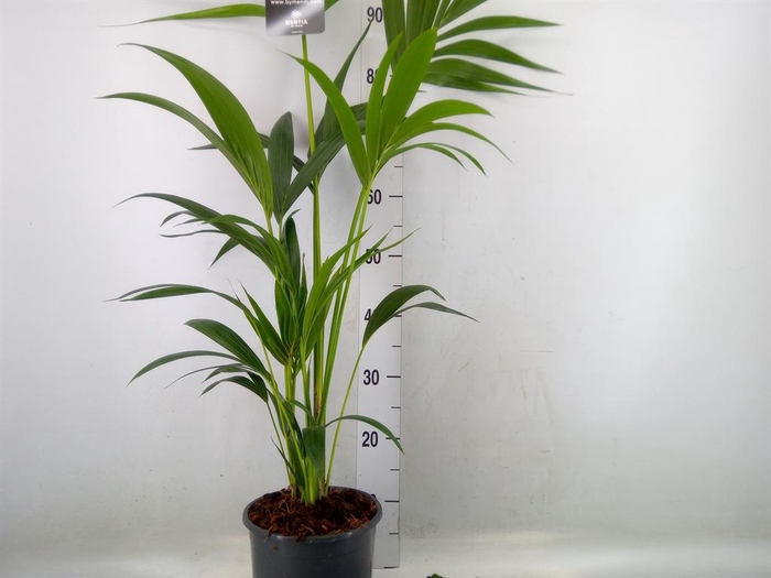 <h4>Howea forsteriana</h4>