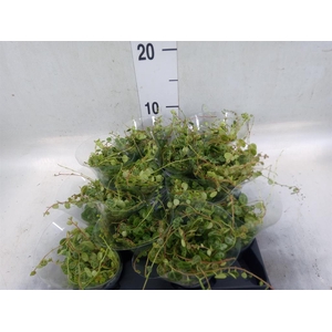 Peperomia pros.