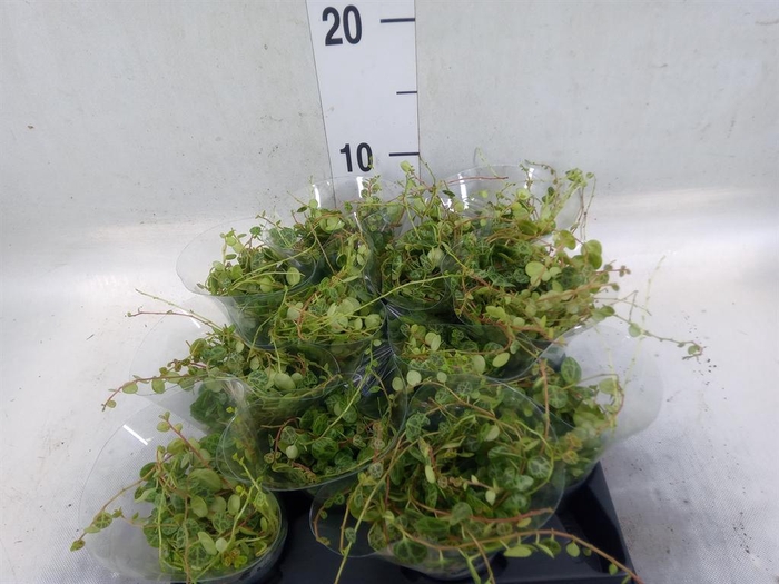 <h4>Peperomia pros.</h4>