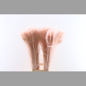 Feather Peacock L90-100 Roze