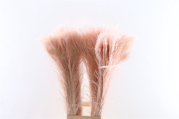 Feather Peacock L90-100 Roze