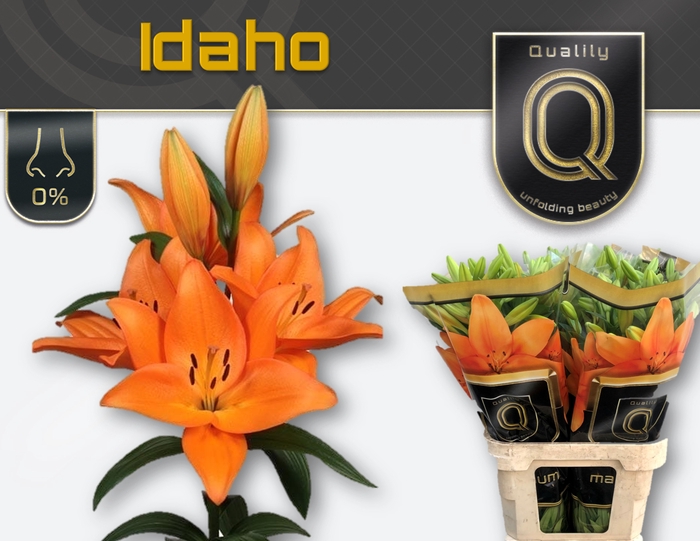 <h4>LI LA IDAHO MAGNUM 5+</h4>