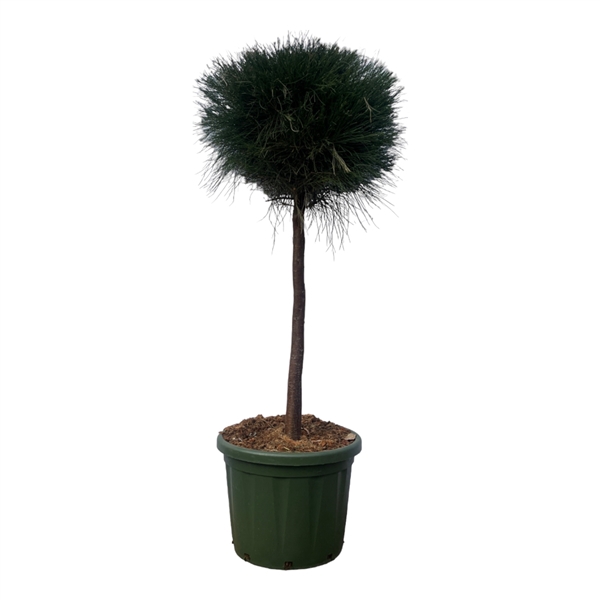 <h4>Pinus Caserarina op stam - 180cm</h4>