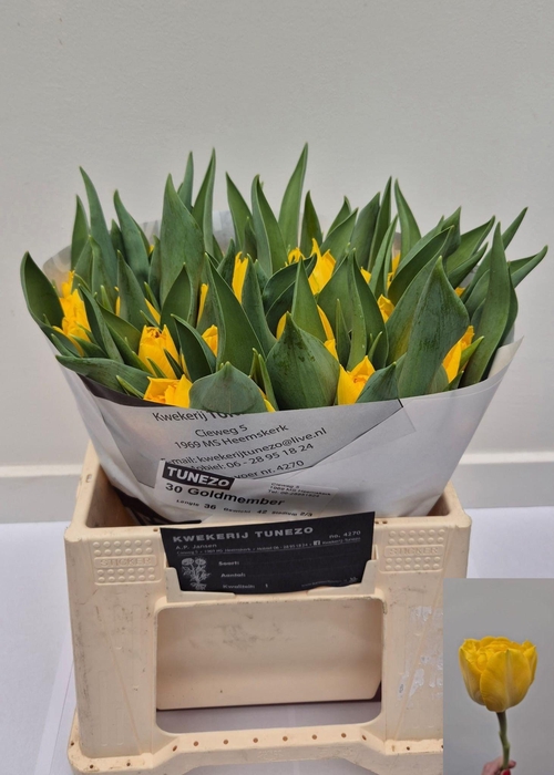 <h4>TU DU GOLDMEMBER</h4>