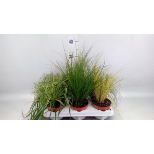 Carex   ...mix