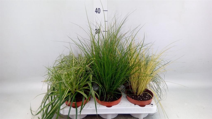 <h4>Carex   ...mix</h4>
