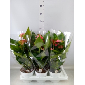 Anthurium andr. 'Livium Red'