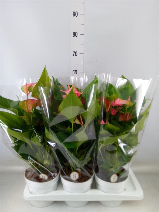 <h4>Anthurium andr. 'Livium Red'</h4>