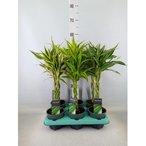 Dracaena sand.   ...mix 3