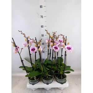 Phalaenopsis   ...