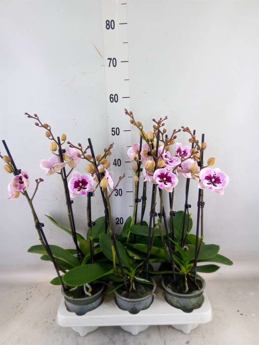 <h4>Phalaenopsis   ...</h4>