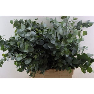 Euca Cinerea 300gr P Bunch S A