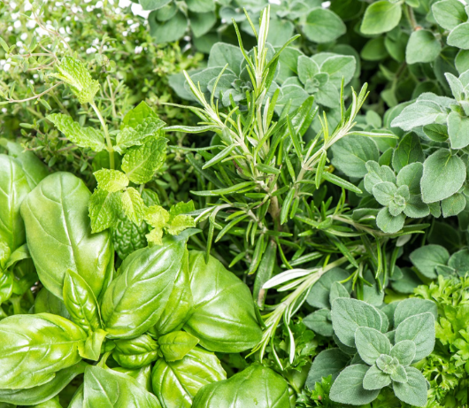 <h4>TUINKRUIDEN GEM</h4>